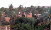 THE PALM GROVES
